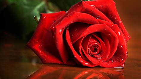 rose hd wallpapers 1080p|More.